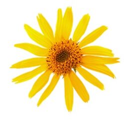 Arnica in Levicose per le vene varicose