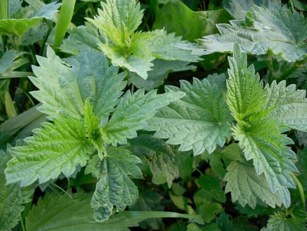 Ortica per preparare un decotto medicinale per le vene varicose
