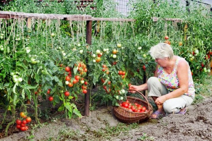 Pomodori da giardino contro le vene varicose